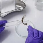 A lab technician moving a hair sample to a petri dish